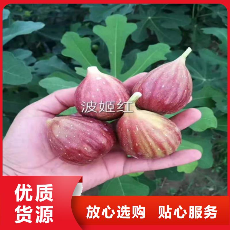 【无花果花椒苗源头工厂量大优惠】