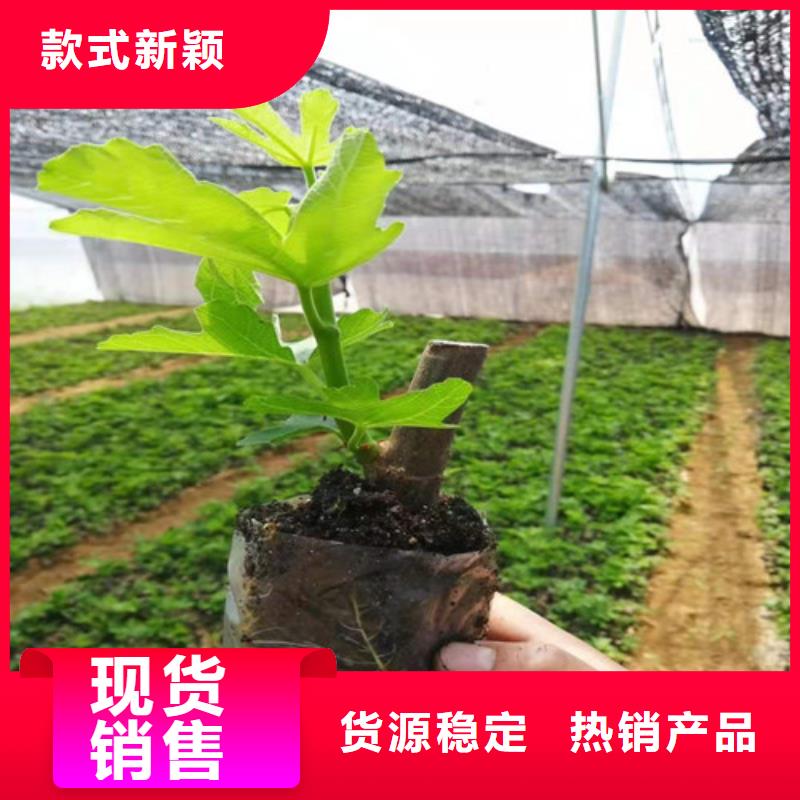 无花果烟福8苹果苗货品齐全