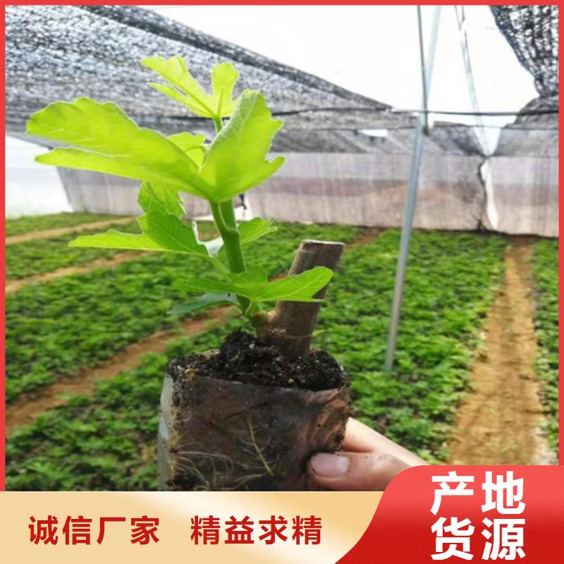 无花果草莓苗免费询价