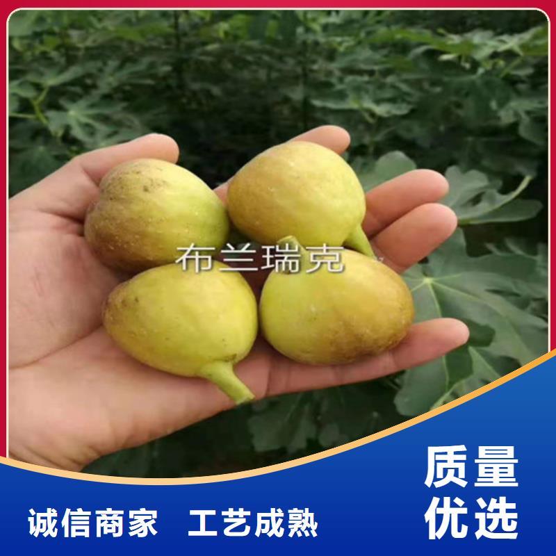 无花果梨树苗实力优品