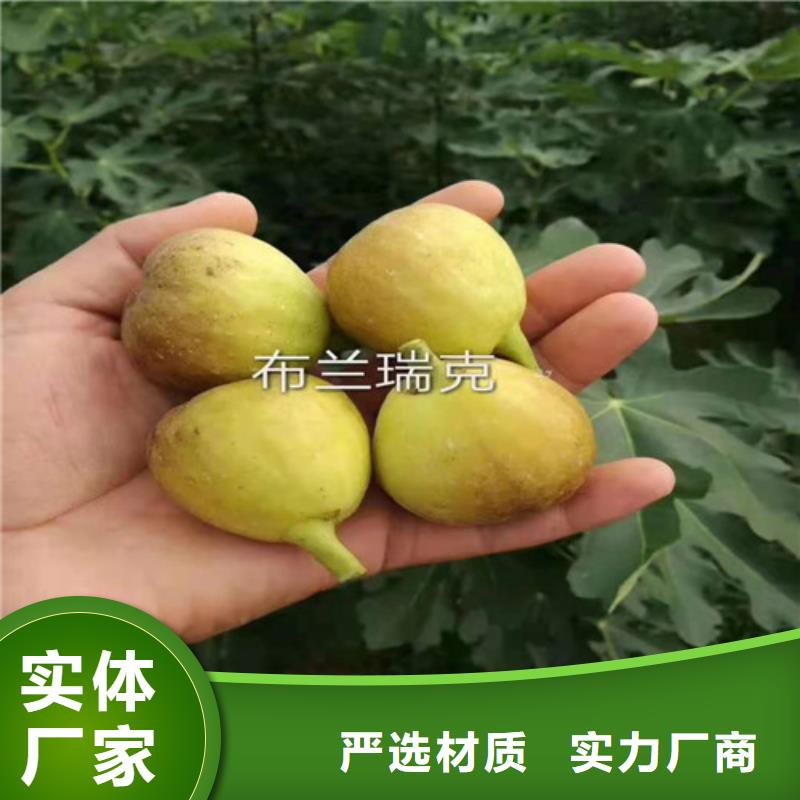 无花果樱桃树苗今日新品