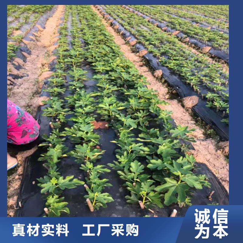 无花果梨树苗自营品质有保障