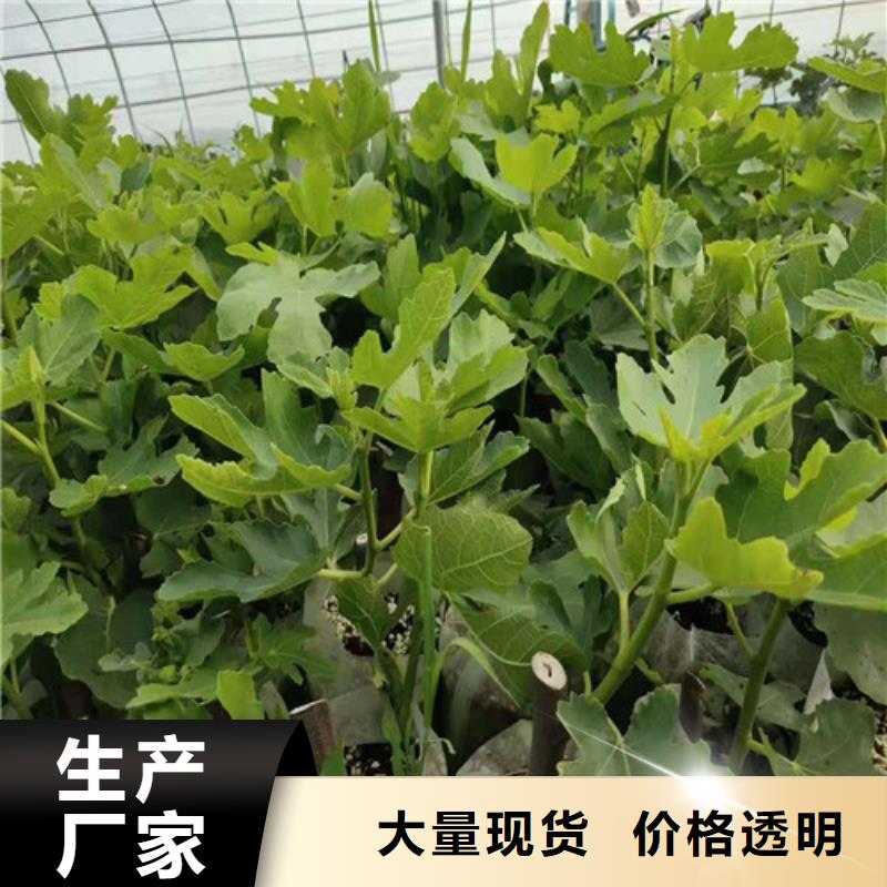 无花果大棚草莓苗产地工厂