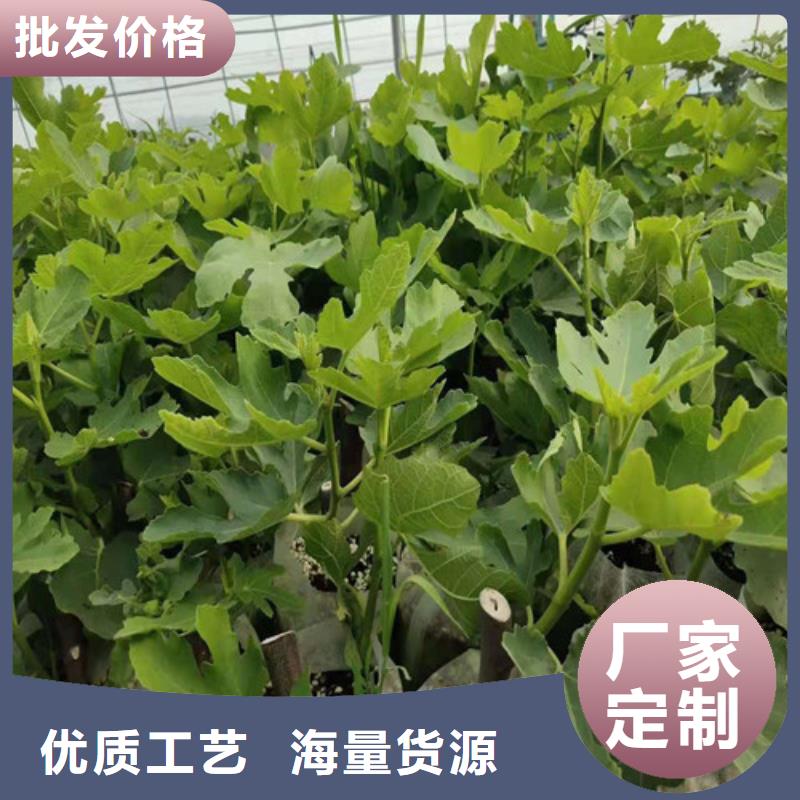 无花果草莓苗品质无所畏惧