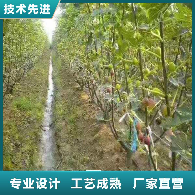 无花果-车厘子苗满足多种行业需求