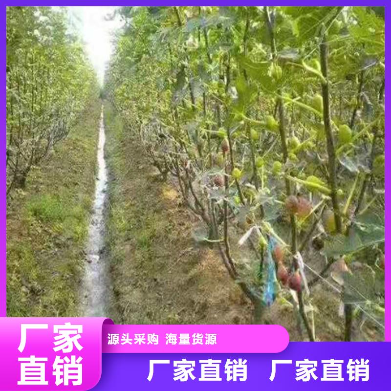 无花果核桃苗免费安装