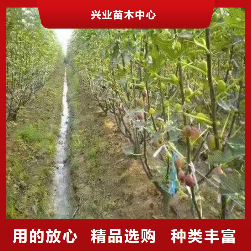 无花果大棚草莓苗产地工厂