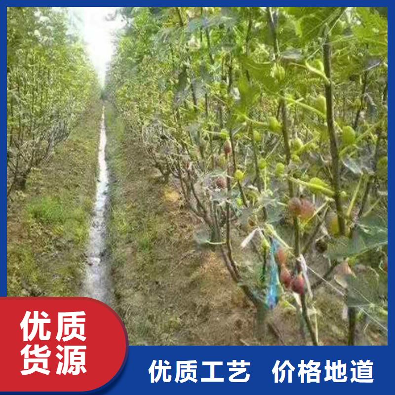 无花果大金星山楂苗出货快