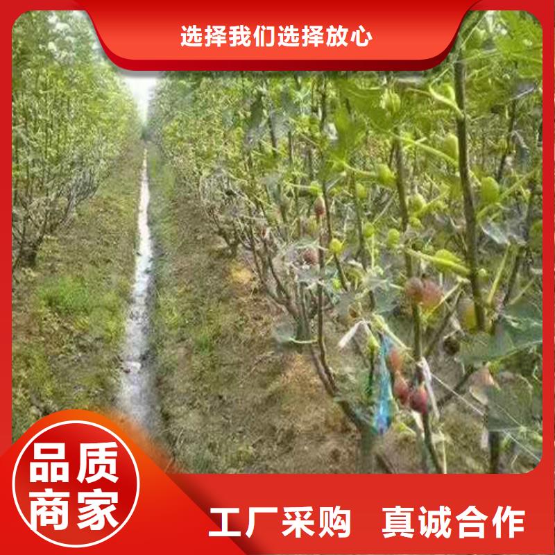 无花果-红耔山楂苗实力商家推荐