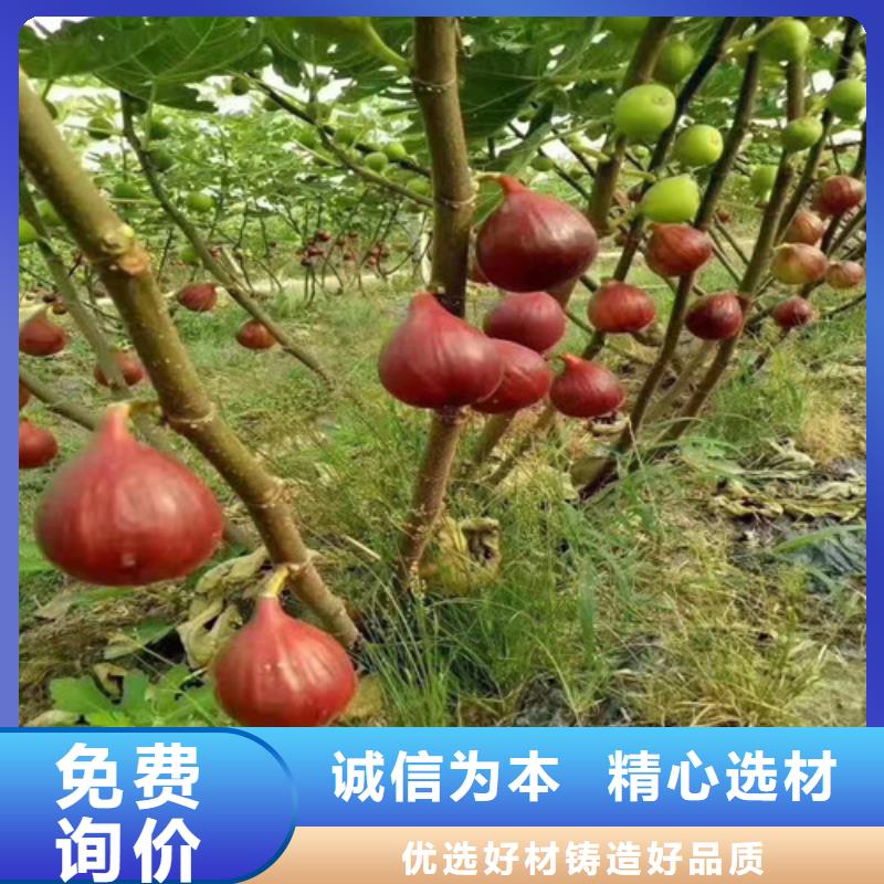 无花果_板栗苗来图定制量大从优