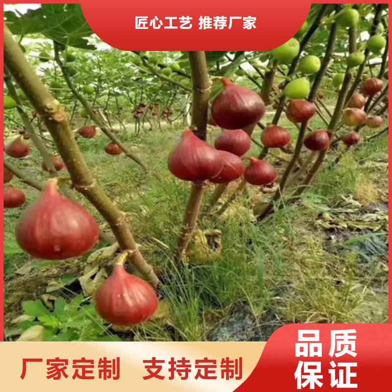 无花果-红耔山楂苗实力商家推荐