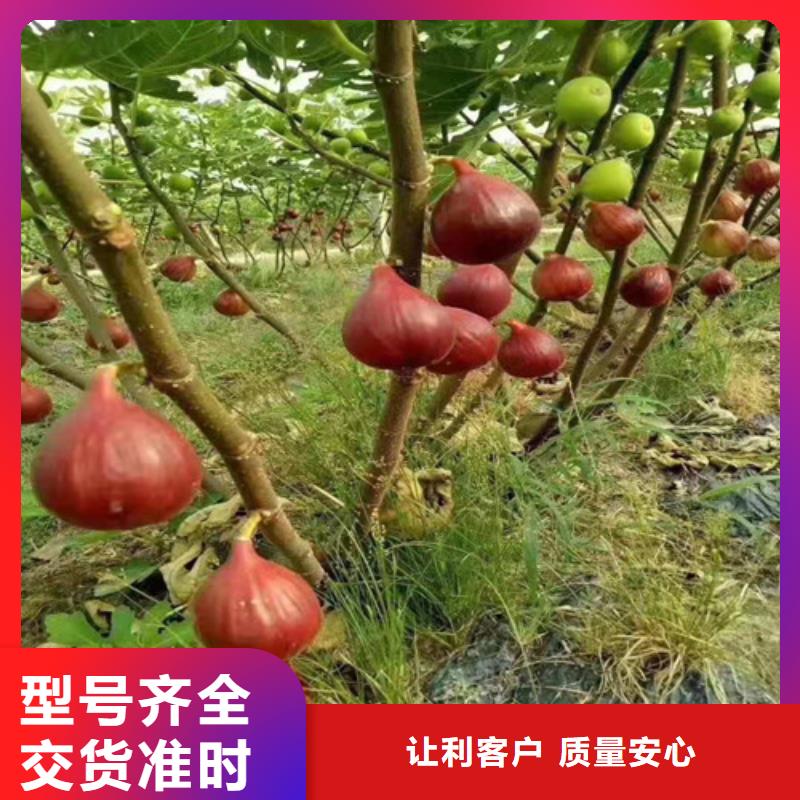 无花果梨树苗自营品质有保障