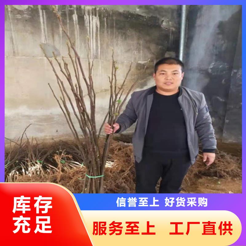 无花果,草莓苗经久耐用