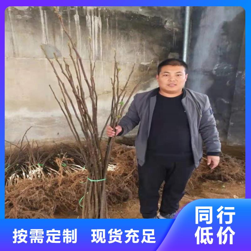 无花果山楂苗库存充足