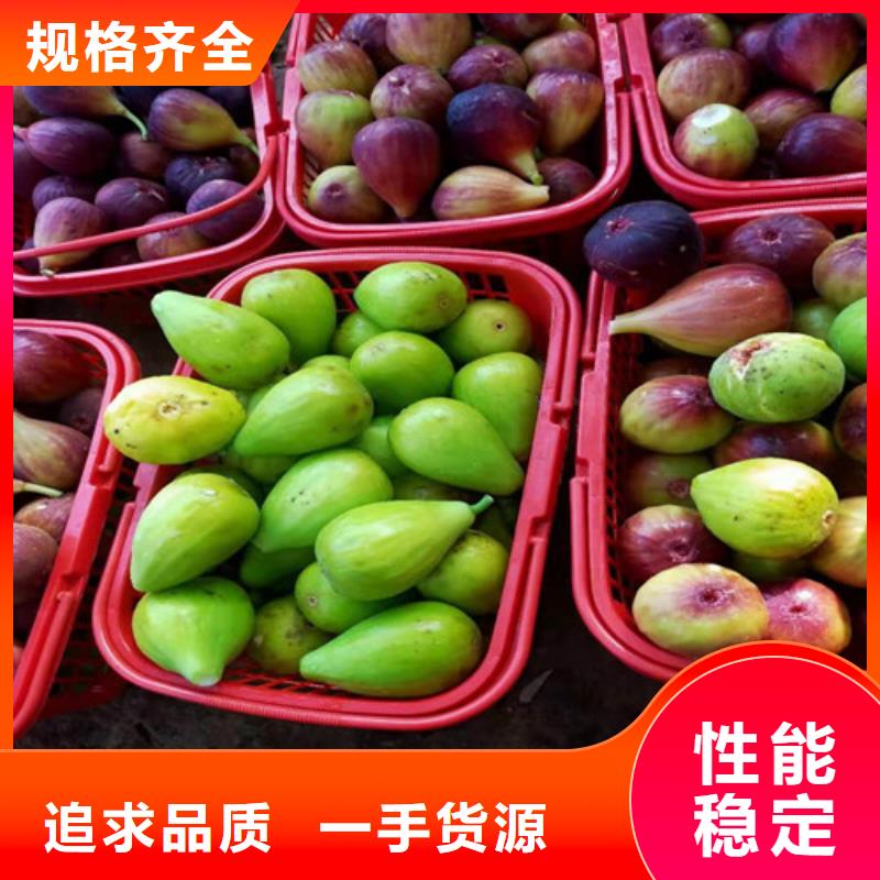 无花果,大棚草莓苗价格实惠