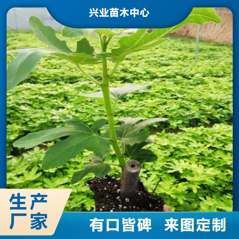 无花果烟福8苹果苗货品齐全