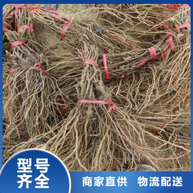 葡萄【大棚草莓苗】用心提升细节