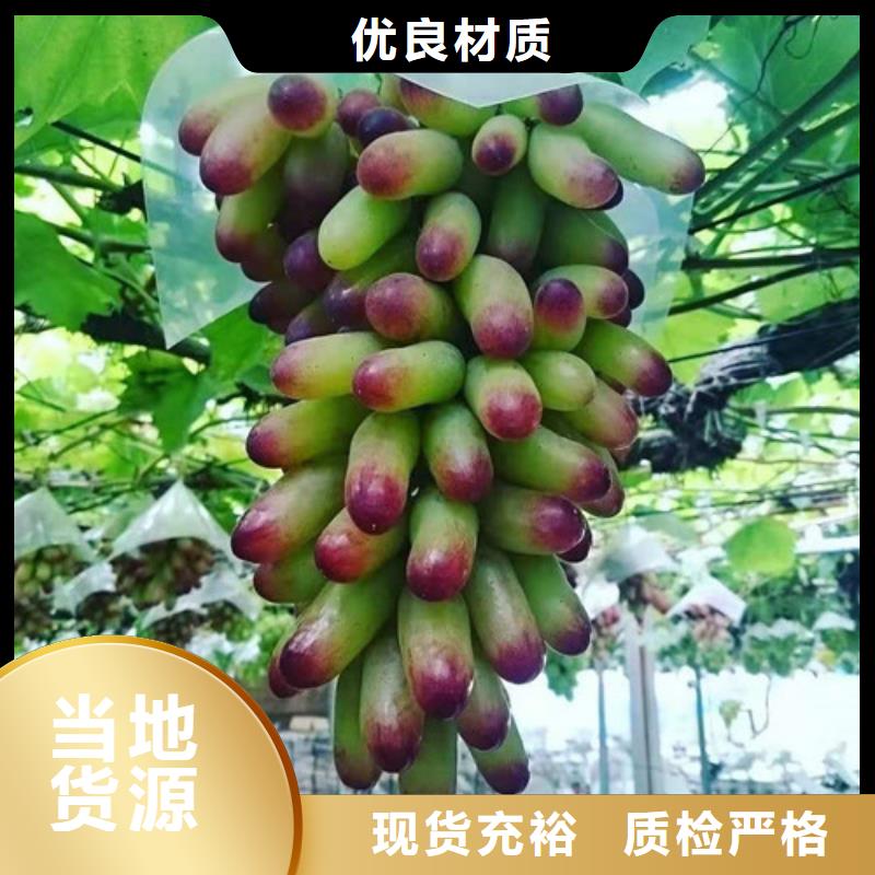 葡萄蓝莓苗厂家直销省心省钱