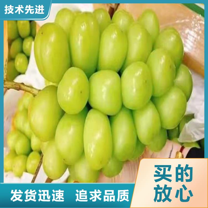 【葡萄_樱桃树苗品牌大厂家】