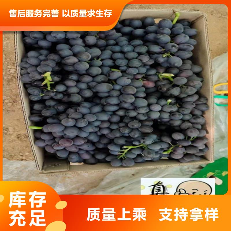 【葡萄_樱桃树苗品牌大厂家】