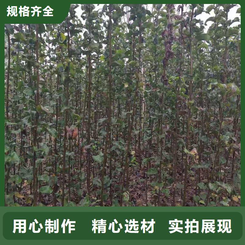 【梨】杜梨苗超产品在细节