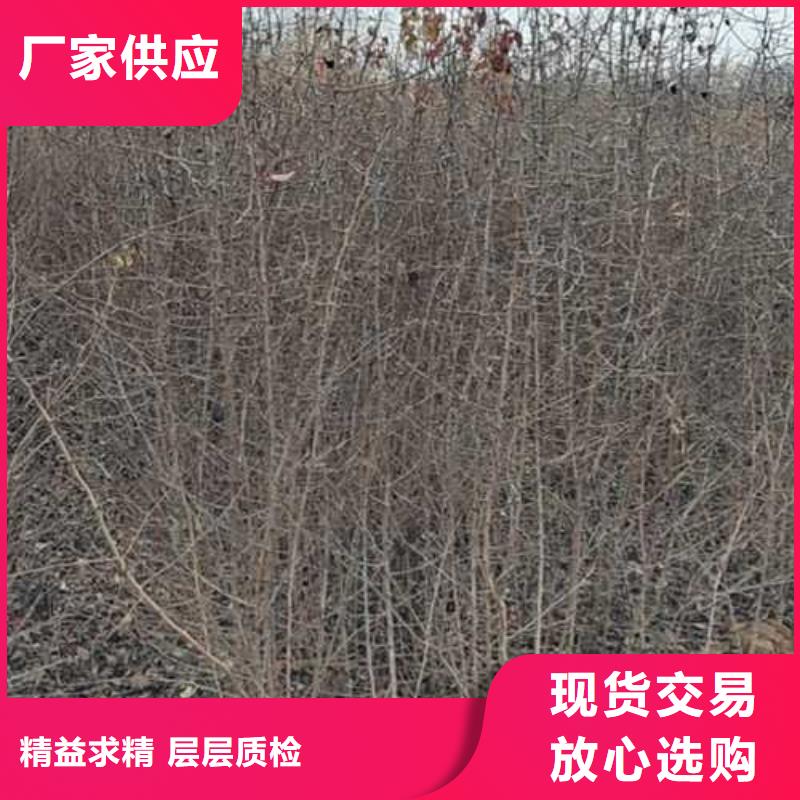 杜梨_山桃苗好品质用的放心