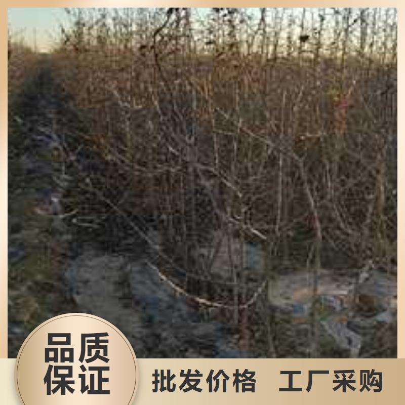 杜梨_山桃苗源头实体厂商