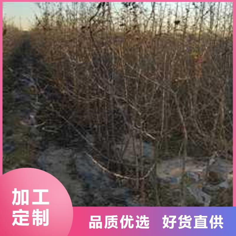 杜梨梨树苗基地严格把关质量放心