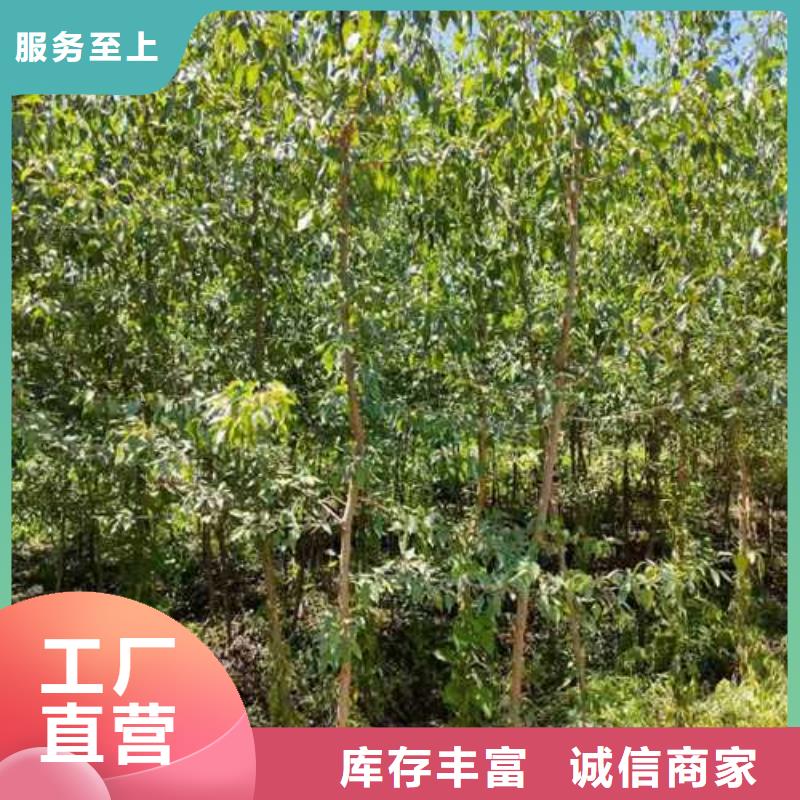 【杜梨-新梨7号梨树苗细节之处更加用心】