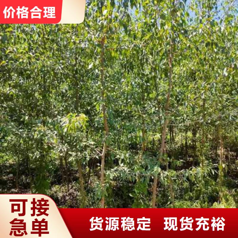 杜梨梨树苗基地严格把关质量放心