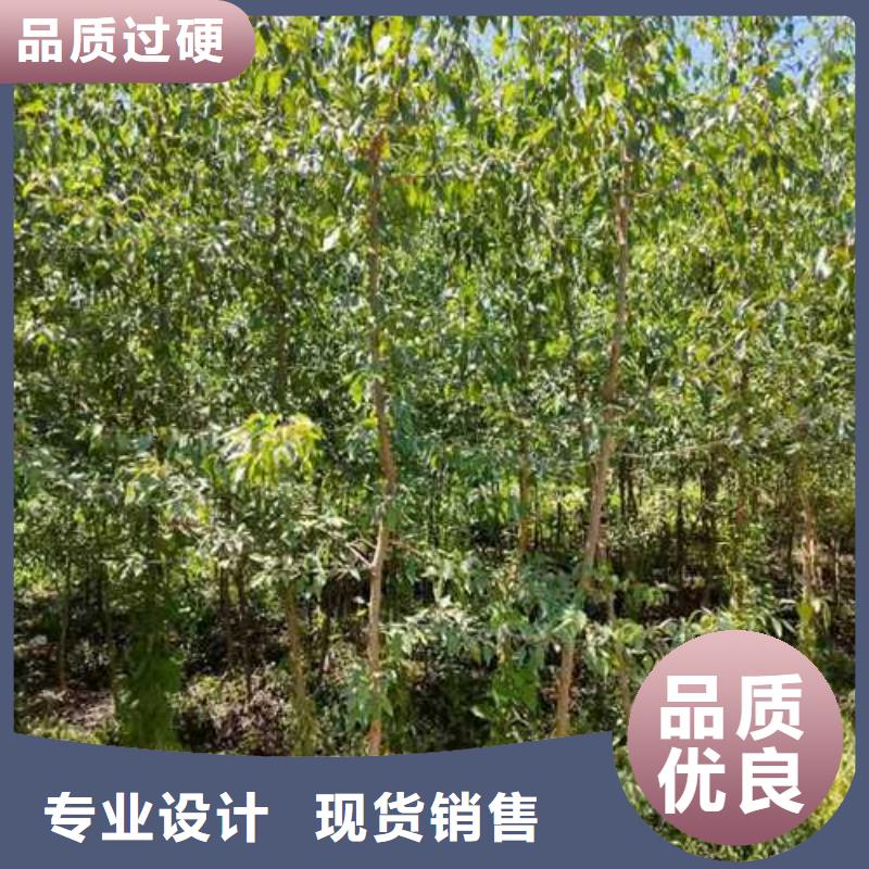 【杜梨新梨7号梨树苗甄选好厂家】