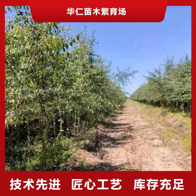 杜梨梨树苗基地支持定制贴心售后