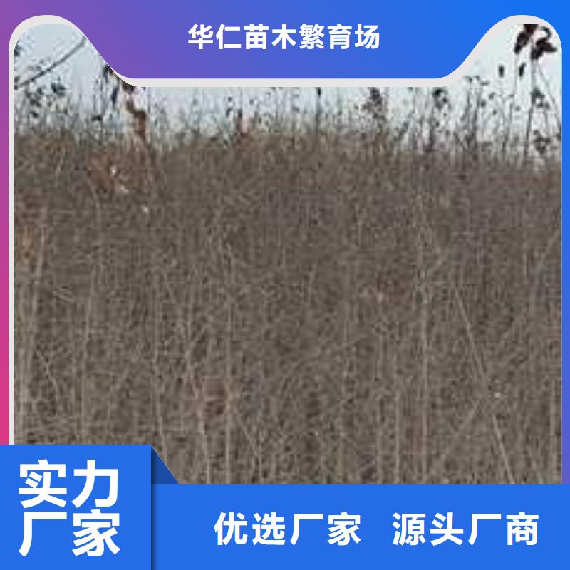 【杜梨毛桃苗标准工艺】