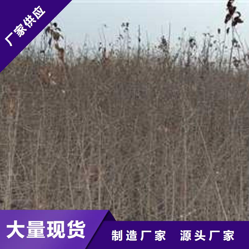 杜梨,梨树苗基地一手货源源头厂家