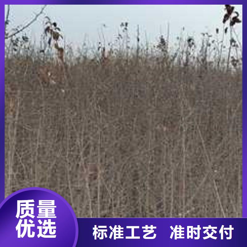 【杜梨】新梨7号梨树苗打造好品质