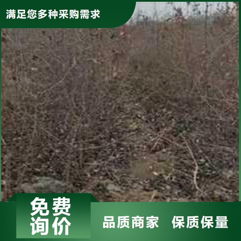 【杜梨梨树苗基地工厂批发】