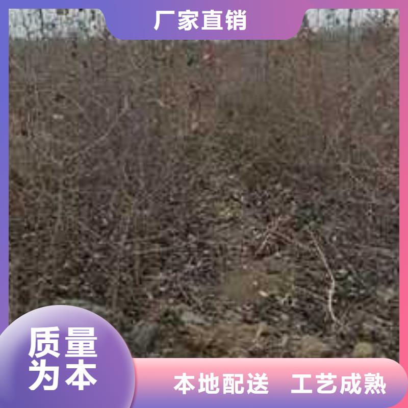 杜梨_梨树苗基地厂家经验丰富