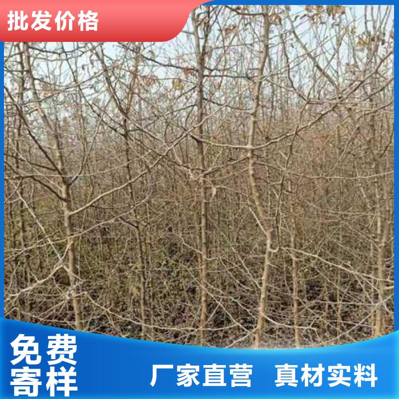 杜梨_梨树苗基地产地厂家直销