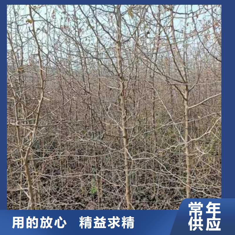 杜梨梨树苗基地支持定制贴心售后