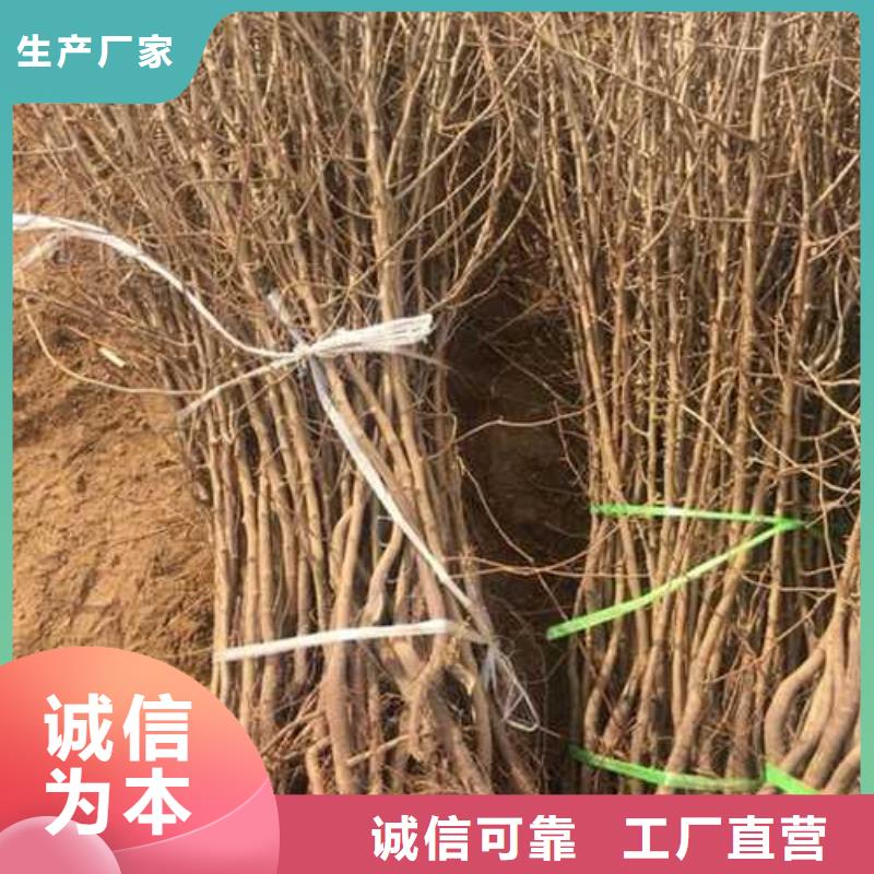 【杜梨-新梨7号梨树苗细节之处更加用心】