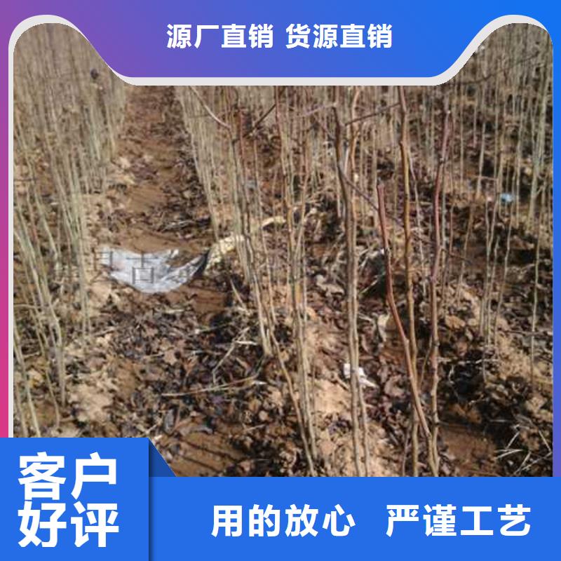 杜梨梨树苗基地经销商