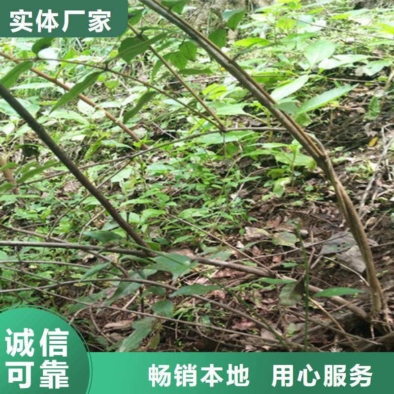 杈杷果-嘎啦苹果大库存无缺货危机