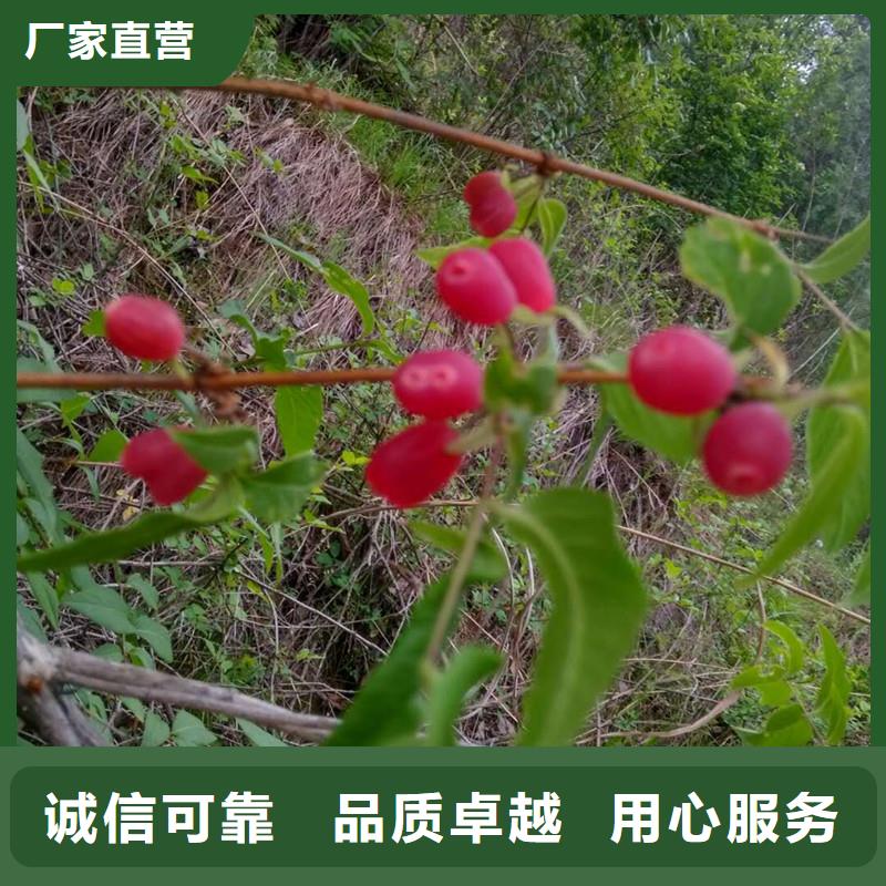 杈杷果石榴树标准工艺