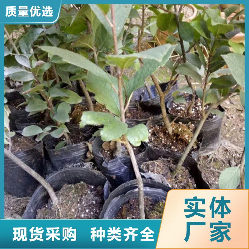 北美冬青樱桃苗当日价格