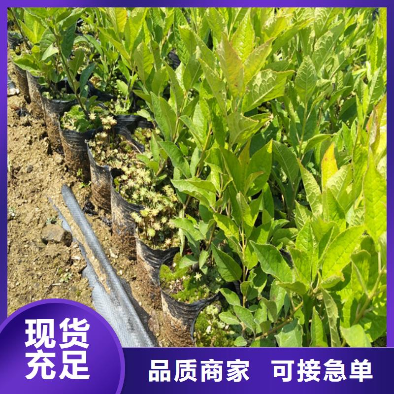 【北美冬青奶油草莓好产品不怕比】