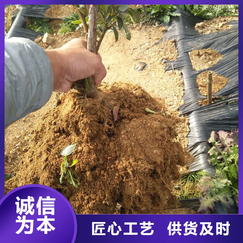 蓝莓苗苹果苗现货充裕