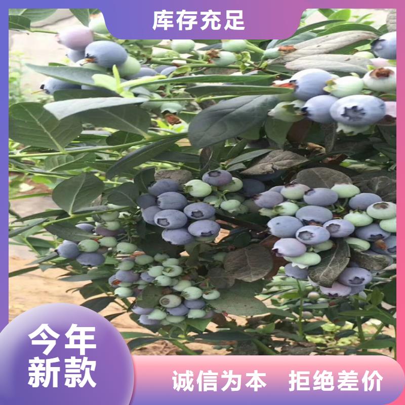 蓝莓苗-奶油草莓产品性能