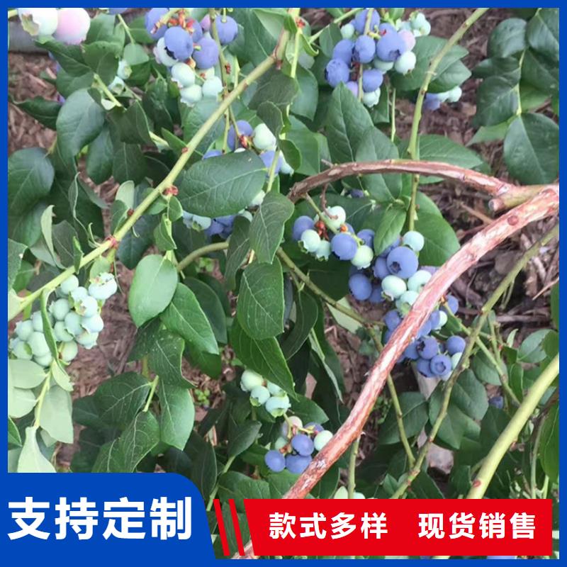 蓝莓苗樱桃苗质量无忧