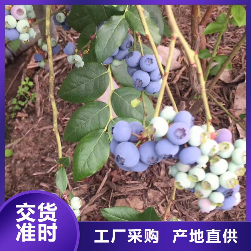 【蓝莓苗_板栗苗信誉有保证】