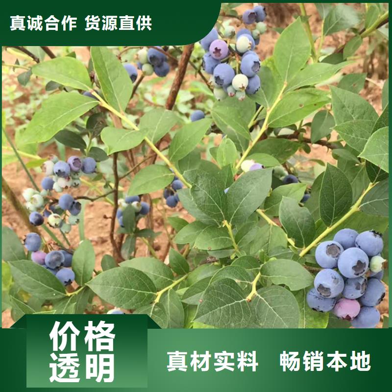 蓝莓苗-奶油草莓产品性能